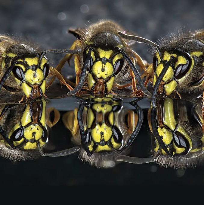 Symbioses 138 Insectes et autres petites bêtes