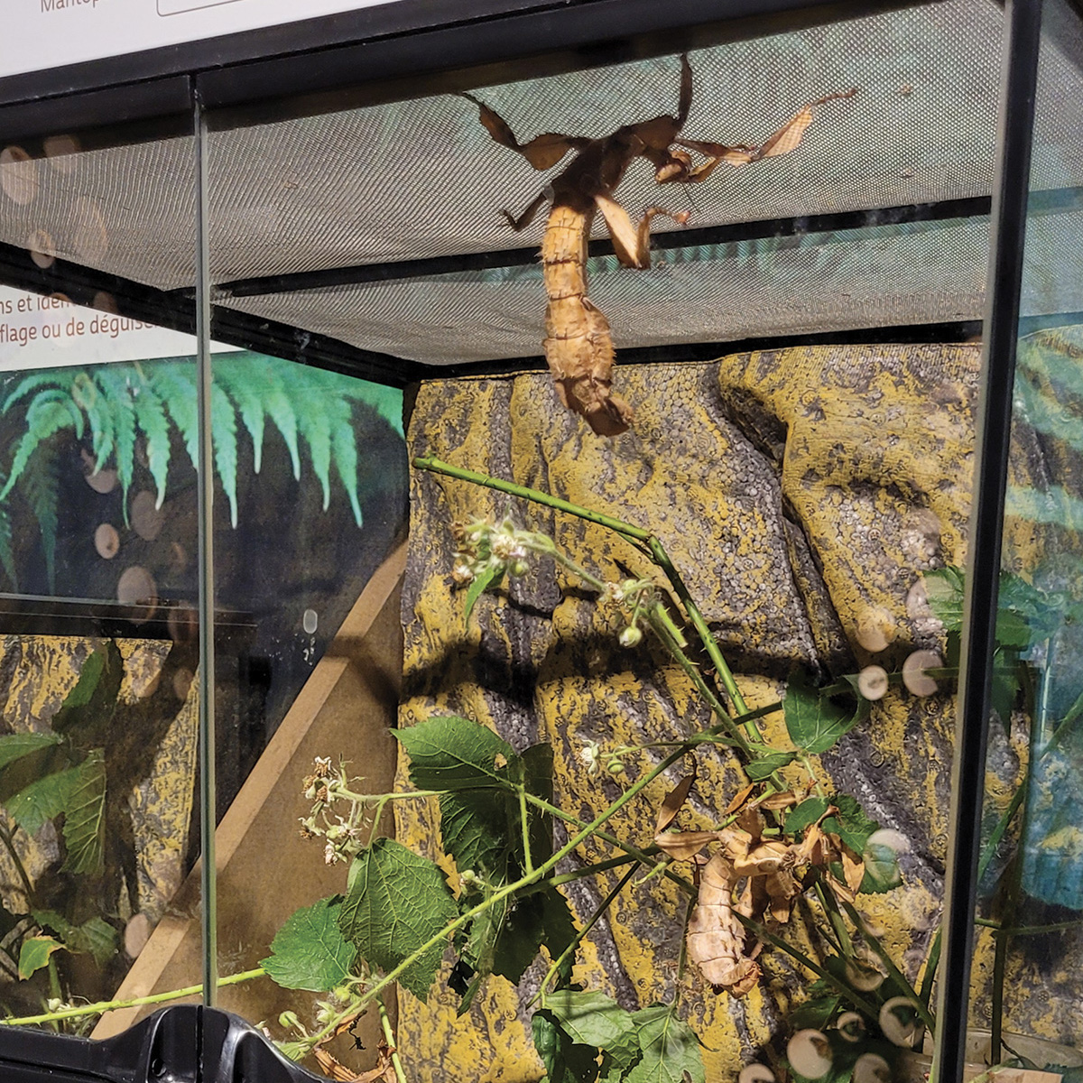 Symbioses 138 Insectes et autres petites bêtes