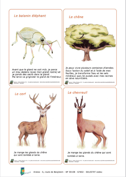 Le jeu du chêne alimentaire