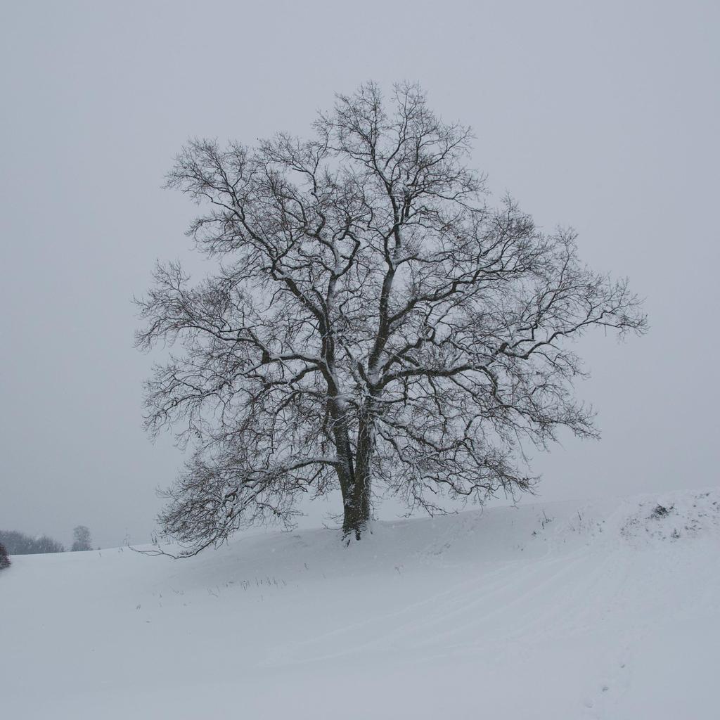 Un arbre dans un paysage d'hiver