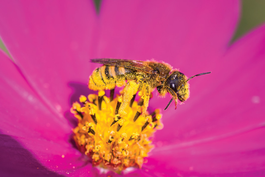 Symbioses 133 Biodiversité