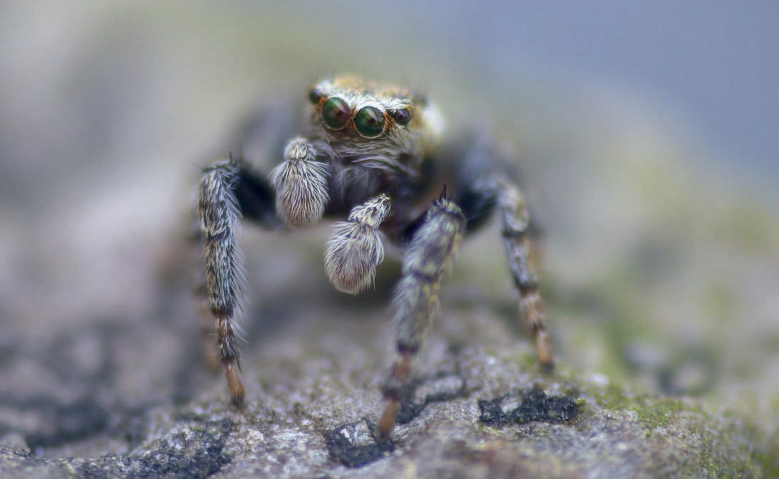 Symbioses 138 Insectes et autres petites bêtes