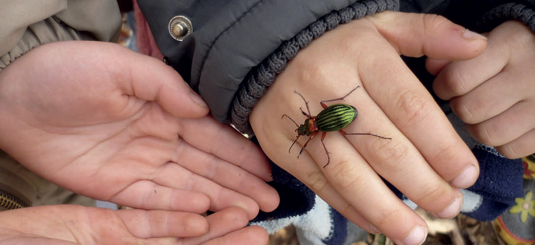 Symbioses 138 Insectes et autres petites bêtes