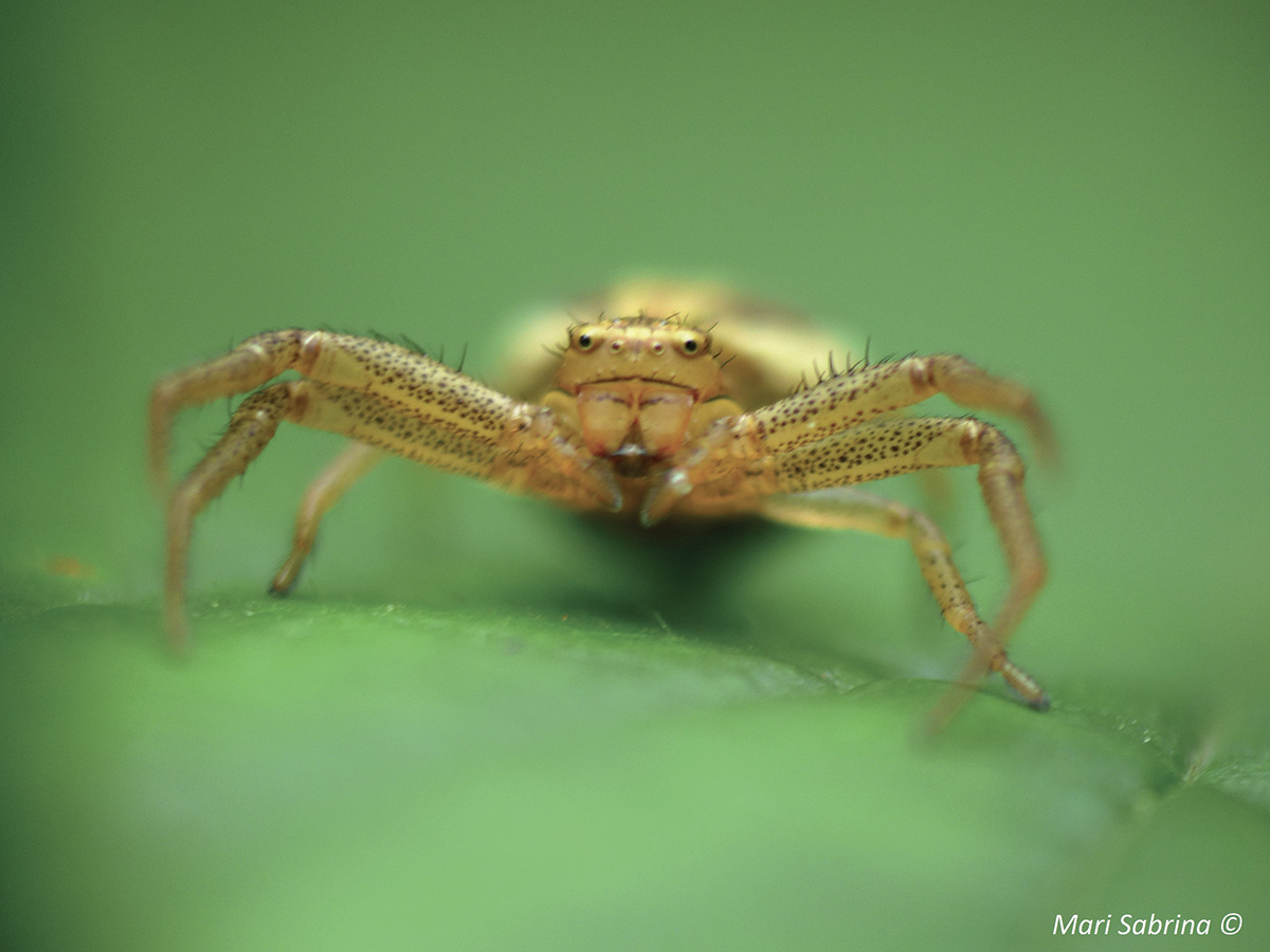 Symbioses 138 Insectes et autres petites bêtes