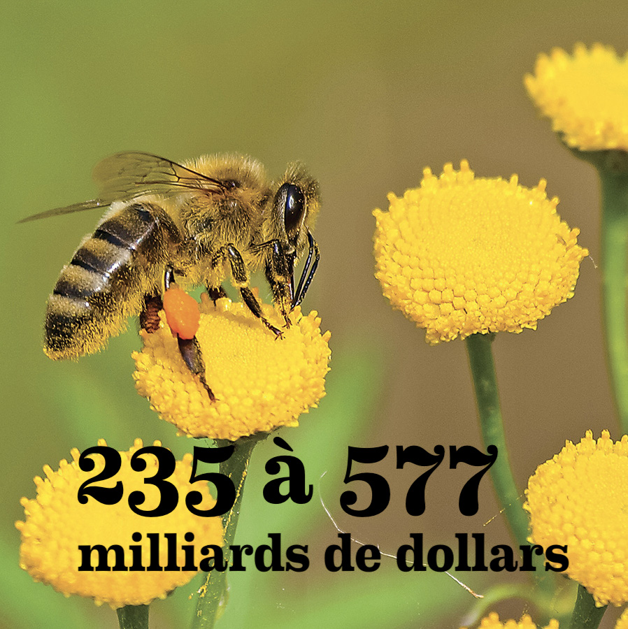 Symbioses 138 Insectes et autres petites bêtes