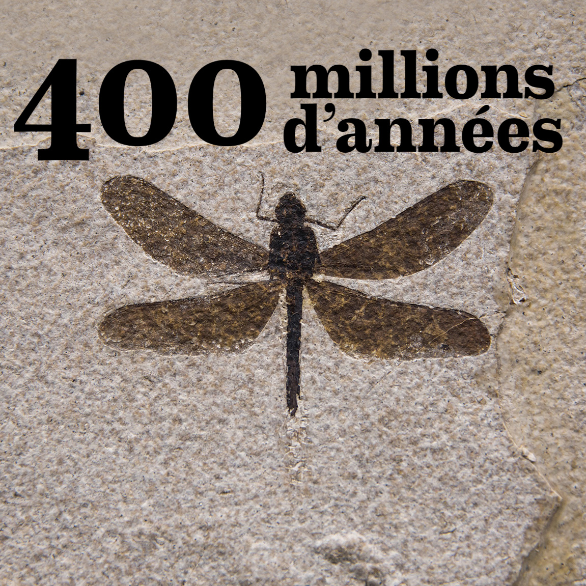 Symbioses 138 Insectes et autres petites bêtes