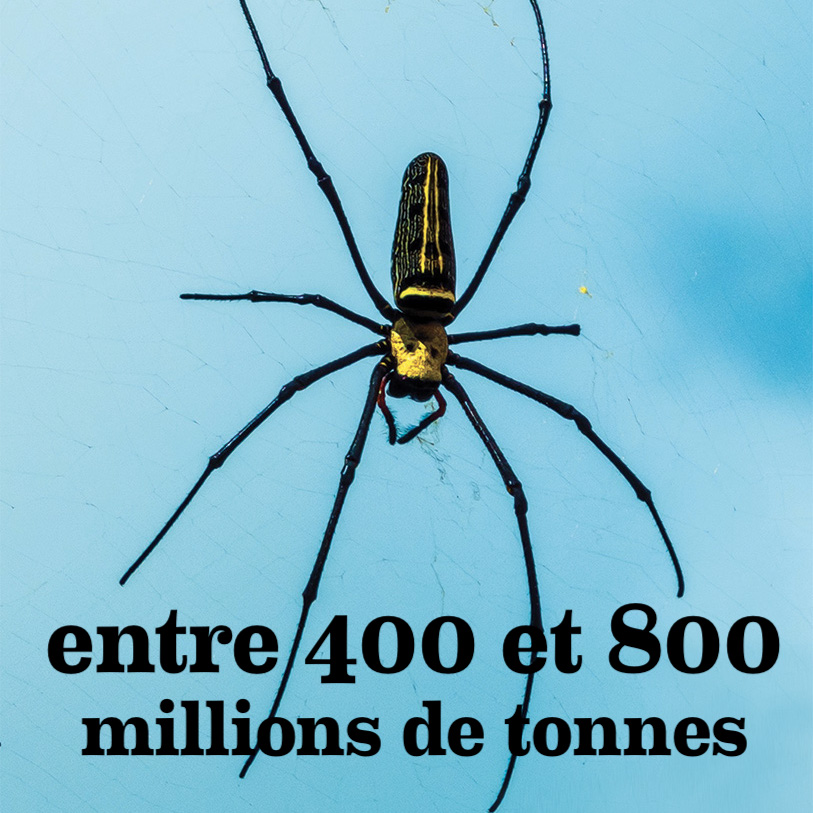 Symbioses 138 Insectes et autres petites bêtes