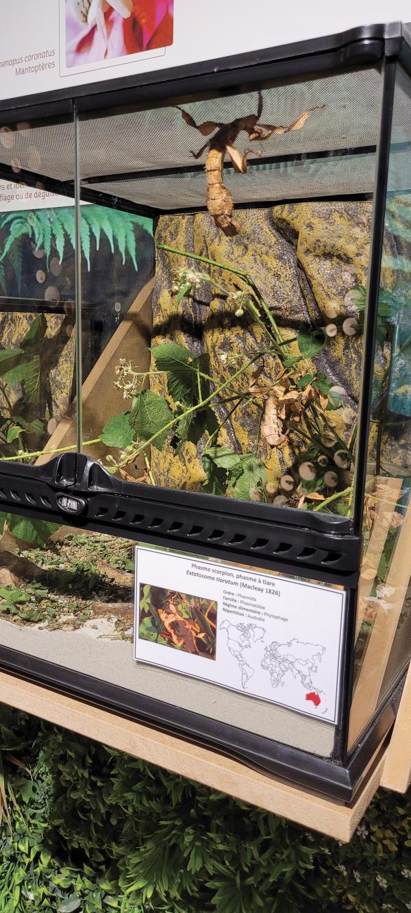 symbioses 138 Insectes et autres petites bêtes