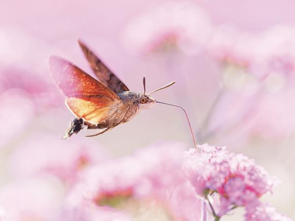 Symbioses 138 Insectes changeons notre regard