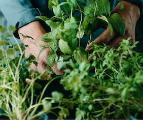 Semer des cours au potager
