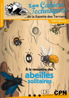 À la rencontre des abeilles solitaires